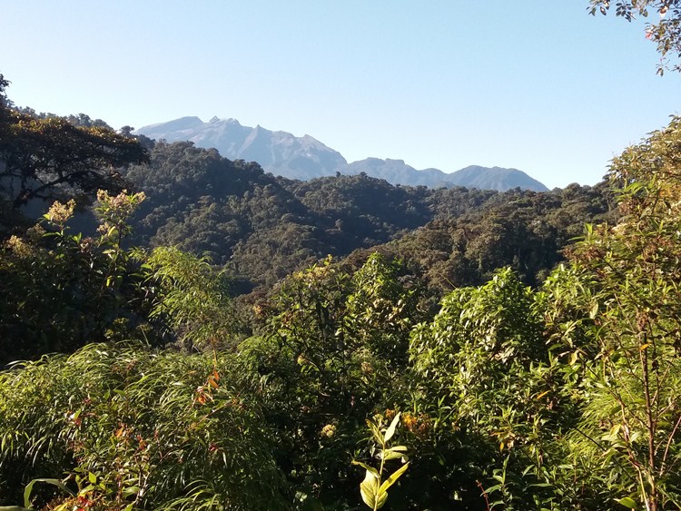 The Protective Forest Neblina is located an hour and a half from Otavalo, a breathtaking cloud forest that belongs to the Intag zone, which is a part of the Upper Choco. Besides, this area is still rich in primary cloud forests full of life.