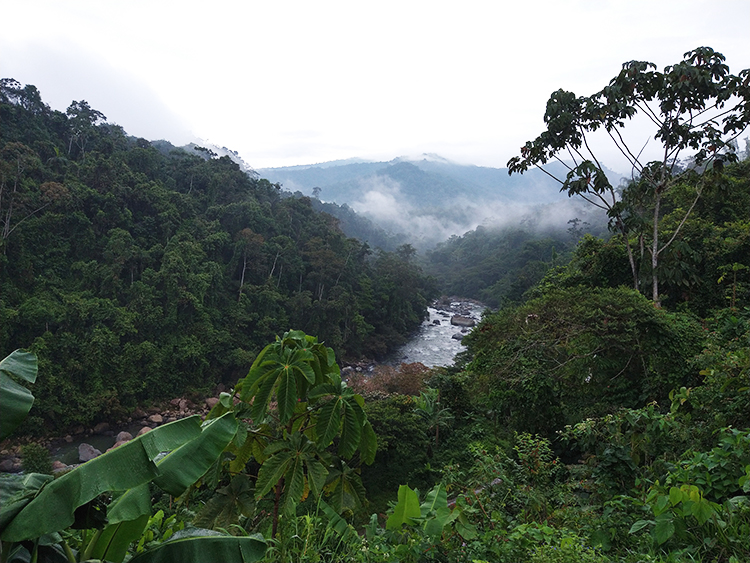 The cloud forests of Ecuador's Andes are located on both sides, the eastern and western slopes and it's considered one of the most biodiversity hot spots with an enormous diversity of birds. 