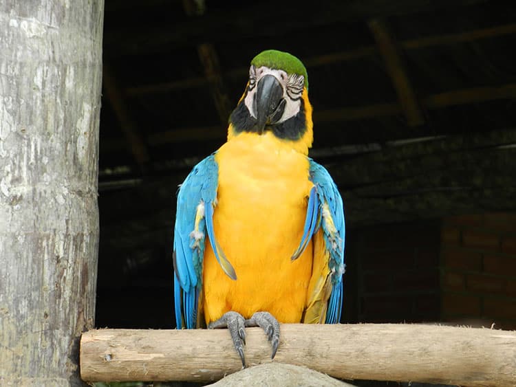 Misahaulli is a river town located in the Napo Province, just 30 minutes from the city of Tena or two and a half hours driving from Baños. . This town is placed on the banks of the Napo and Misahualli rivers, which is the starting point by canoe or boat to some adventures in the jungle. 