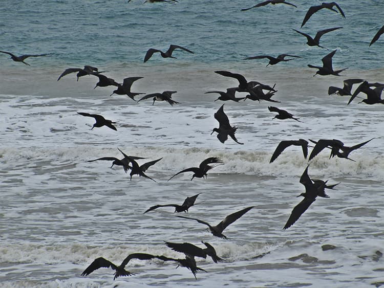 La Isla de la Plata (Silver Island) is also called Little Galápagos because the island is a refuge for important birds and the only place in Ecuador, apart from the Galápagos Islands