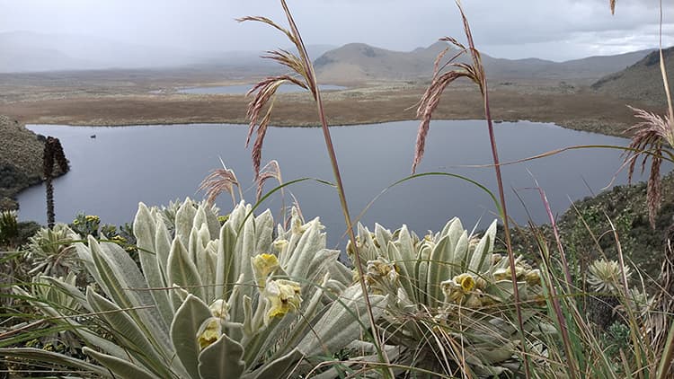 El Angel Ecological Reserve is an ecosystem formed by an exuberant flora and fauna. The most attractive are Frailejones, considered a native plant of the Andes. Also, within its protected area are the Voladero Lagoons.