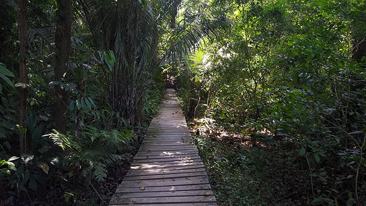 The Hoatzin trail at the La Pela Ecological Park has a distance of 800 meters. This trail is very attractive for birds, mammal, and reptile watching.