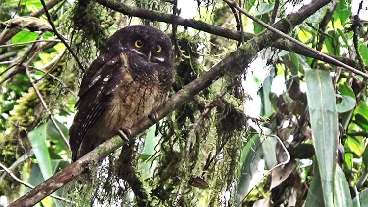 At Yanacocha Reserve you can find rare species, among them the White-thrioated-Screech Owl, a rare specie that it is difficult to observe. It is considered a challenge for birders. 