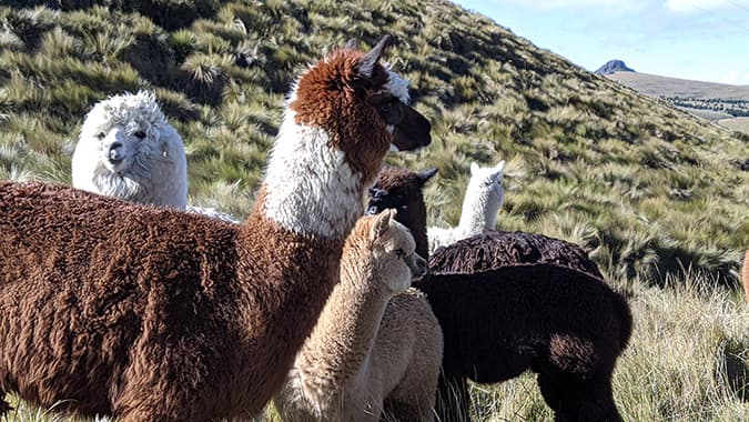 Private driver to Chimborazo National Park