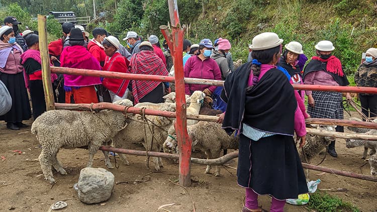 Travel from the Andes to the Coast and enjoy of the Chibuleo Market