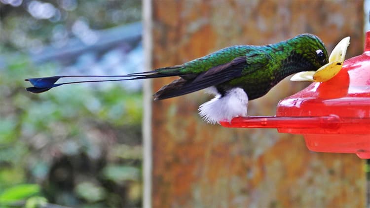 Mindo is one of the main highlights of the travel from the Andes to the Coast in Ecuador.