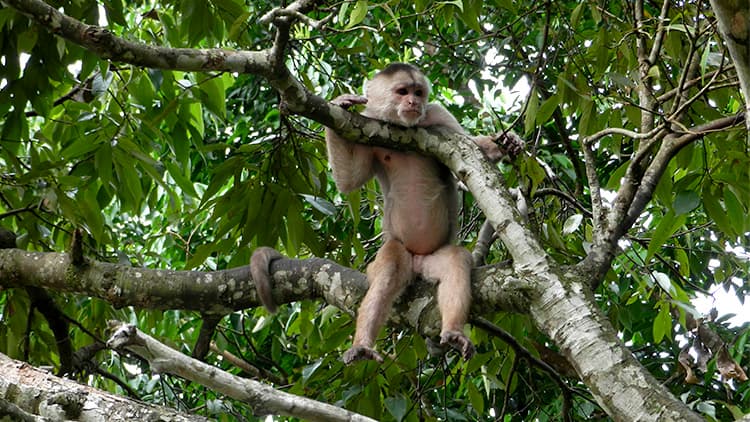 Misahualli in the Amazon Rain Forest