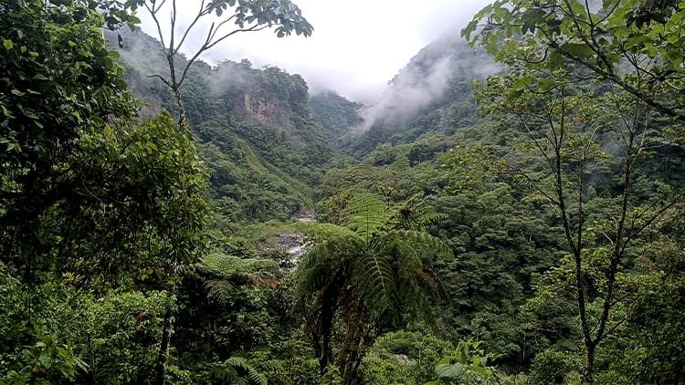 View of the Amazon Rain Forest  